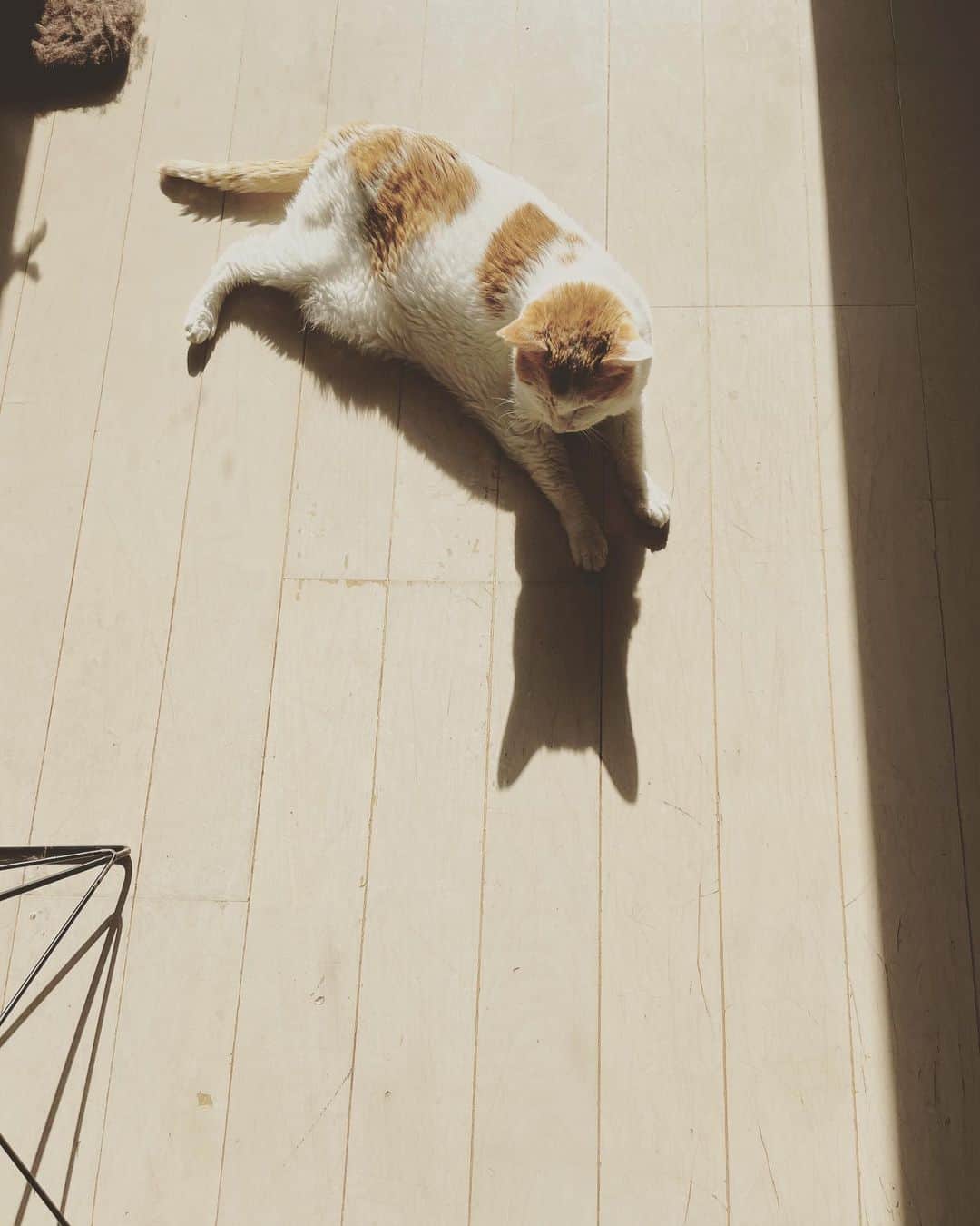 猫沢エミさんのインスタグラム写真 - (猫沢エミInstagram)「なんのための猫生なのか。  誰のための猫生なのか。  よく考えなくてはいけないこと。  イオちゃんの長い影。  お耳がふたつ立っている、立派な猫の影。  #猫沢イオ　#イオの扁平上皮ガン日記」2月25日 15時03分 - necozawaemi