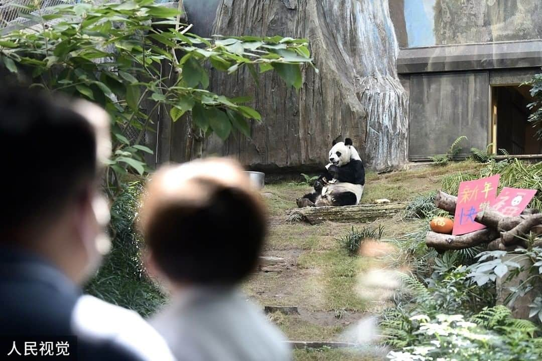 iPandaさんのインスタグラム写真 - (iPandaInstagram)「On February 18, 2021, Hong Kong Ocean Park was reopened as the pandemic in Hong Kong slowed down, the giant panda An An in Sichuan Qizhen Pavilion of the Hong Kong Jockey Club brought Chinese New Year greetings to the visitors and welcomed the reopening. 😍😍😍 (Photo credit: CFP.CN)  🐼 🐼 🐼 #Panda #iPanda #Cute #PandaPic #PandaNews」2月25日 15時10分 - ipandachannel