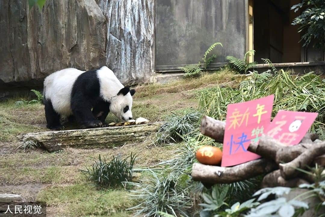 iPandaさんのインスタグラム写真 - (iPandaInstagram)「On February 18, 2021, Hong Kong Ocean Park was reopened as the pandemic in Hong Kong slowed down, the giant panda An An in Sichuan Qizhen Pavilion of the Hong Kong Jockey Club brought Chinese New Year greetings to the visitors and welcomed the reopening. 😍😍😍 (Photo credit: CFP.CN)  🐼 🐼 🐼 #Panda #iPanda #Cute #PandaPic #PandaNews」2月25日 15時10分 - ipandachannel