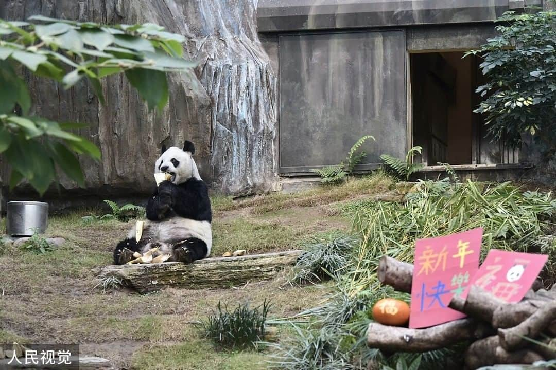 iPandaさんのインスタグラム写真 - (iPandaInstagram)「On February 18, 2021, Hong Kong Ocean Park was reopened as the pandemic in Hong Kong slowed down, the giant panda An An in Sichuan Qizhen Pavilion of the Hong Kong Jockey Club brought Chinese New Year greetings to the visitors and welcomed the reopening. 😍😍😍 (Photo credit: CFP.CN)  🐼 🐼 🐼 #Panda #iPanda #Cute #PandaPic #PandaNews」2月25日 15時10分 - ipandachannel