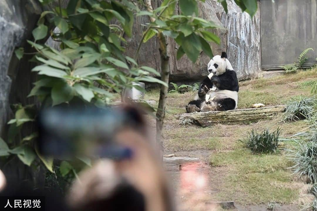 iPandaさんのインスタグラム写真 - (iPandaInstagram)「On February 18, 2021, Hong Kong Ocean Park was reopened as the pandemic in Hong Kong slowed down, the giant panda An An in Sichuan Qizhen Pavilion of the Hong Kong Jockey Club brought Chinese New Year greetings to the visitors and welcomed the reopening. 😍😍😍 (Photo credit: CFP.CN)  🐼 🐼 🐼 #Panda #iPanda #Cute #PandaPic #PandaNews」2月25日 15時10分 - ipandachannel