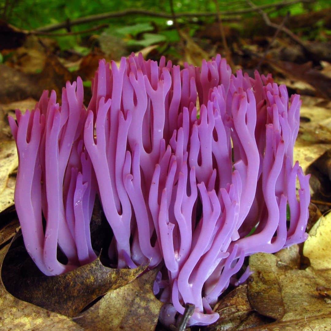 アメリカ自然史博物館のインスタグラム：「You might be surprised to find out that this violet coral (Clavaria zollingeri) isn’t a coral at all…it’s a mushroom! Rather than growing underwater, this fungus is found in woodlands and grasslands around the world, including Australia, North America, Asia, and Europe. Instead of a cap-topped fruiting body, this species has branch-like clusters that point upwards. Like many fungi, violet coral plays an important role in its ecosystem by breaking down dead organic matter and recycling nutrients. Photo: Image Number 90973 at Mushroom Observer, CC-BY-SA-3.0, Wikimedia Commons」