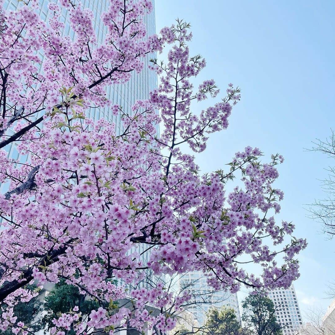 TBS「あさチャン！」のインスタグラム：「🌸 . 赤坂に早咲きの桜が...✨ . まだまだ寒くなったりしているけど、春は少しずつ近づいてるなー🥰 . #tbs #あさチャン」