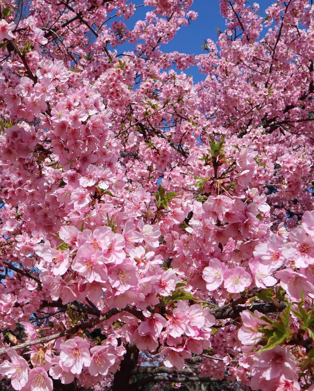 DJ YURiAさんのインスタグラム写真 - (DJ YURiAInstagram)「🌸🌸🌸  満開の桜、綺麗だったなぁ♡﻿ ﻿ 河津桜はピンク色なのが素敵✨﻿ もう少しずつ葉も出てきていて いました🌿  一気に咲いて一気に散るのも カッコイイ。 桜好きだなぁ。  ﻿ この日は夫と娘は自転車🚲﻿ 私はランニング🏃🏻‍♀️﻿ 6kmくらいだったけど久しぶりに﻿ 走ったら筋肉痛になってしまった🙈﻿ ﻿ そろそろまた体も引き締めたいな🔥﻿ たるみまくり😳 ﻿ ﻿  #cherryblossoms﻿ #tokyolife  #桜﻿ #河津桜﻿」2月25日 15時37分 - djyuria