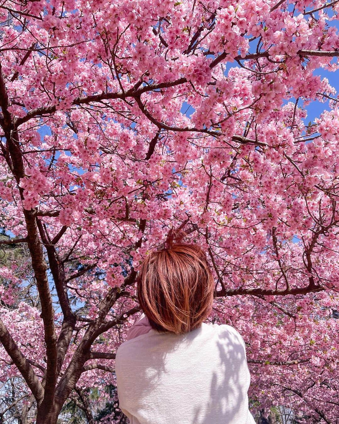 DJ YURiAのインスタグラム：「🌸🌸🌸  満開の桜、綺麗だったなぁ♡﻿ ﻿ 河津桜はピンク色なのが素敵✨﻿ もう少しずつ葉も出てきていて いました🌿  一気に咲いて一気に散るのも カッコイイ。 桜好きだなぁ。  ﻿ この日は夫と娘は自転車🚲﻿ 私はランニング🏃🏻‍♀️﻿ 6kmくらいだったけど久しぶりに﻿ 走ったら筋肉痛になってしまった🙈﻿ ﻿ そろそろまた体も引き締めたいな🔥﻿ たるみまくり😳 ﻿ ﻿  #cherryblossoms﻿ #tokyolife  #桜﻿ #河津桜﻿」
