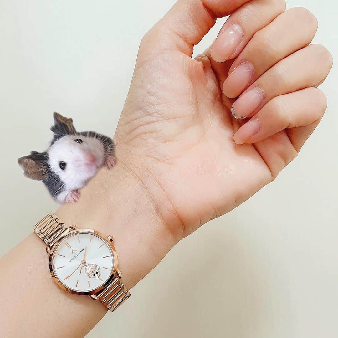 hamster_mocoさんのインスタグラム写真 - (hamster_mocoInstagram)「ネズミさんの腕時計とパンダマウスのサケちゃんのコラボレーション🐼⌚💞 ･ @4bwatches_japan  様の素敵な腕時計のモニターをさせて頂きました🥰 ･ 沢山の素敵な時計の中から私が選んだのはやっぱり大好きなネズミさん(しかもキラッキラ光ってる🐁✨)が真ん中にデザインされている時計です😚 ･ 10％OFFクーポンコード 【  asahibi11⠀】 ･ よく見るとネズミさんには秒針が付いているんです🤩こういう何気ない所にまでデザインのこだわりがあるって感動ですよね👏🏻😳 ･ #4bwatches #blackbybluebrave #腕時計#時計#ギフト#ホワイトデー  ︎︎#パンダマウスおにぎり三姉妹#パンダマウス#パンダマウス向上委員会#パンダマウスのいる生活#ネズミ#ふわもこ部 #モフモフ#ペット#小動物」2月25日 15時48分 - asahi.fl