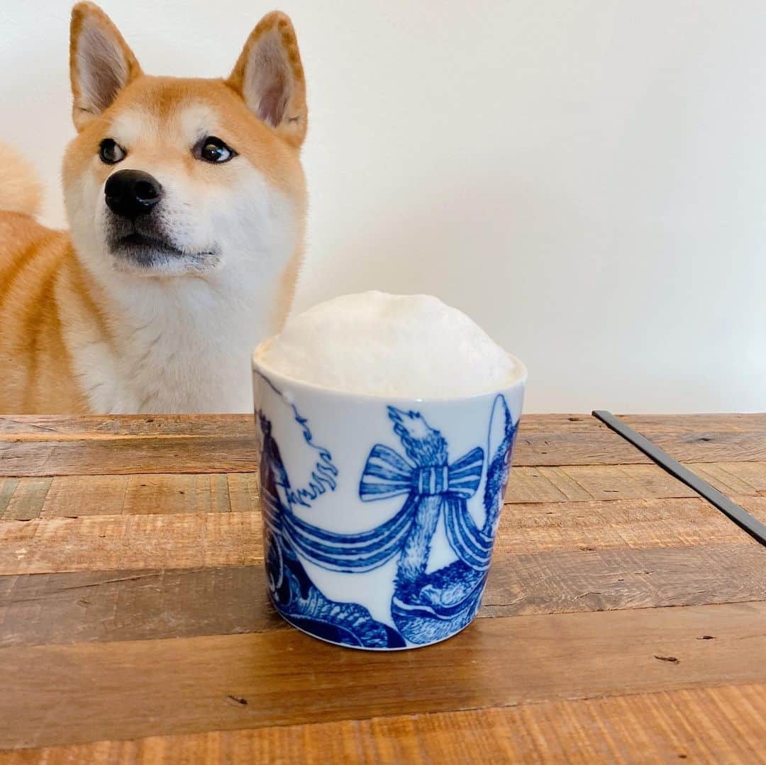 柴犬Mamesuke・Korosuke??大阪さんのインスタグラム写真 - (柴犬Mamesuke・Korosuke??大阪Instagram)「🐱🐻👶🏻 🐾----*----*----*----*🐾 泡ウマウマ〜🥛💕 ． 最近買ったばかりのハンドミキサーをどうしても使いたくて、ミルクを泡立ててカプチーノを作ったよ☕️☺️ 豆コロには、ミルクの泡をお裾分け〜😊 ワンコに与えるミルクを、全て泡立ててから与えたら、どーゆう飲み方？食べ方？するのかな🤔 今度試してみよー😚❣️ #おうちカフェ #カプチーノ 🐾----*----*----*----*🐾 #MameKoro #豆コロ #柴犬と赤ちゃん #犬と赤ちゃん  #乳児 #チャリちゃん見守り隊 #子守犬 #豆柴 #柴犬 #赤柴 #豆介 #コロ介 #shibagram #shibastagram #shibainu #shiba # 🐕📷」2月25日 15時49分 - mame_suke_i