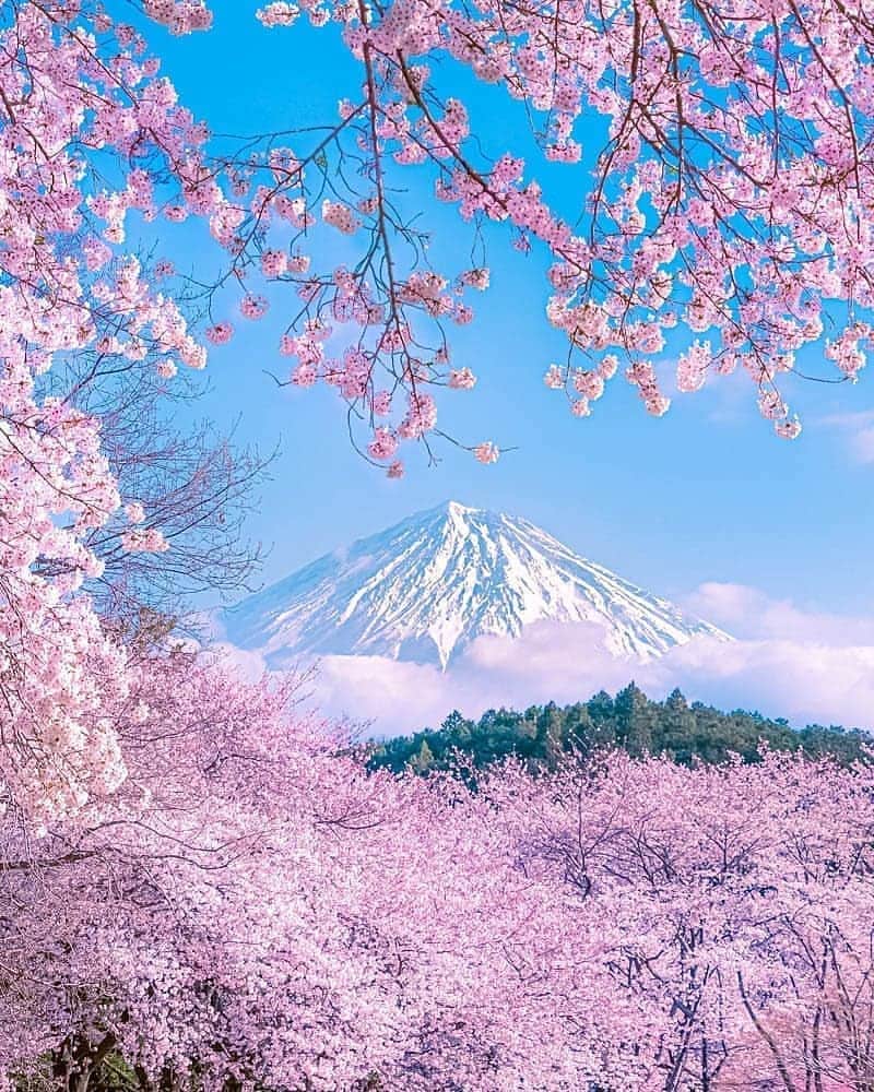 Padgramさんのインスタグラム写真 - (PadgramInstagram)「Spring vibes ☺️ 📍Mt Fuji, Japan 📸by @ramumi8  #pgdaily #pgstar #pgcounty #fujimountain #planetgo #planet #planetearth #amazing #awesome #nature #fuji #mountain」2月25日 16時24分 - planet.go