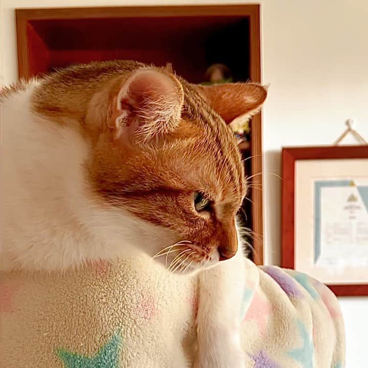 Katetsaiのインスタグラム：「生氣的時候鬍鬚會微微抖動🔉🔉🔉 When the cat is angry, the whiskers will tremble slightly.   #生氣的叫聲也好可愛的喔 #大家可以觀察家裡的主子生氣叫時鬍鬚是不是也會微抖動 #不要特地惹他生氣喔 #有聲音喔  #cat #neko #ネコ #ねこ #猫  #Machifansclub #麻吉Machi #catsofinstagram #katetsaivideo」