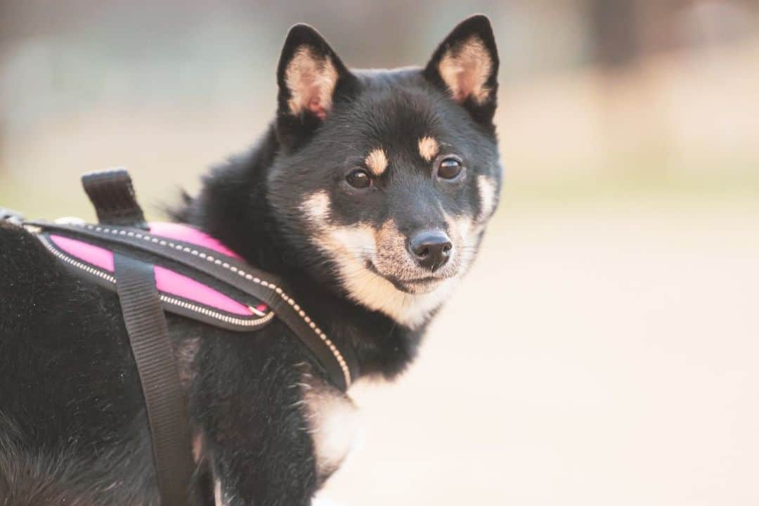 長沢菜々香さんのインスタグラム写真 - (長沢菜々香Instagram)「環奈と初撮影🐕  夕日がすごく綺麗で、とてもいい記念になりました！  環奈様可愛い…🥺  Photo…@yu_shimamoto  hair make…@silo_kat」2月25日 16時47分 - nanako_nagasawa__