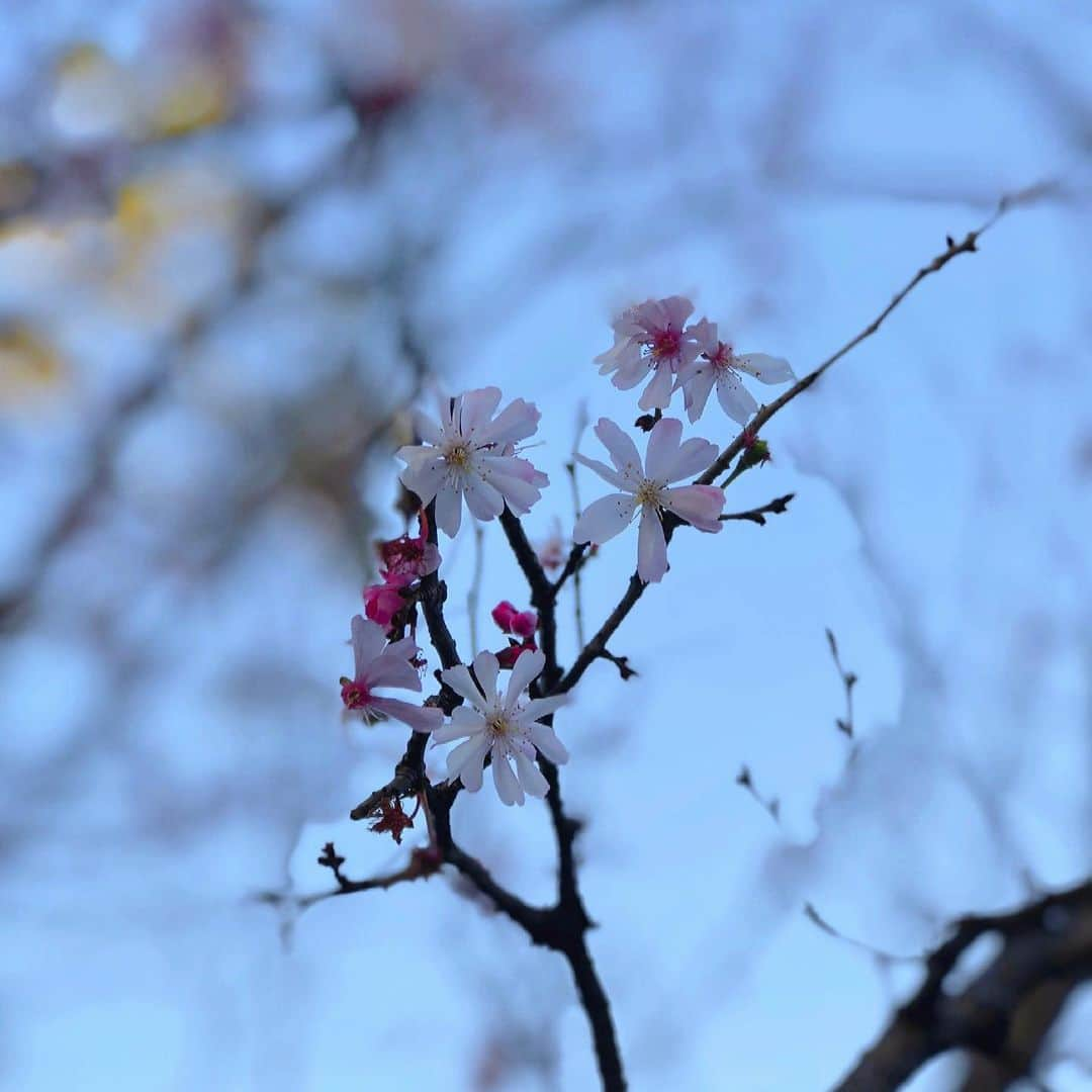 川本紗矢さんのインスタグラム写真 - (川本紗矢Instagram)「🌸 . 最近はよくお花を見かけます！桜も梅も綺麗✨ Aku sering melihat bunga hari ini！Indah✨ . #春 #お花 #桜 #桜の花 #梅 #梅の花 #🌸」2月25日 16時59分 - sayaya_38