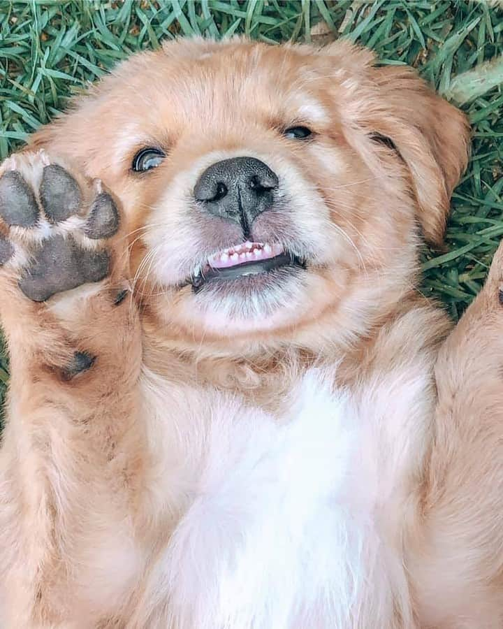 8crapさんのインスタグラム写真 - (8crapInstagram)「Look at my baby teeth! - Want to get featured like her? Join “The Barked Club” on FACEBOOK and post something now! 👉 barked.com - 📷 @goldengirlruby_ - #TheBarkedClub #barked #dog #doggo #puppy #pupper #GoldenRetriever #GoldenRetrieverPuppy」2月25日 17時00分 - barked