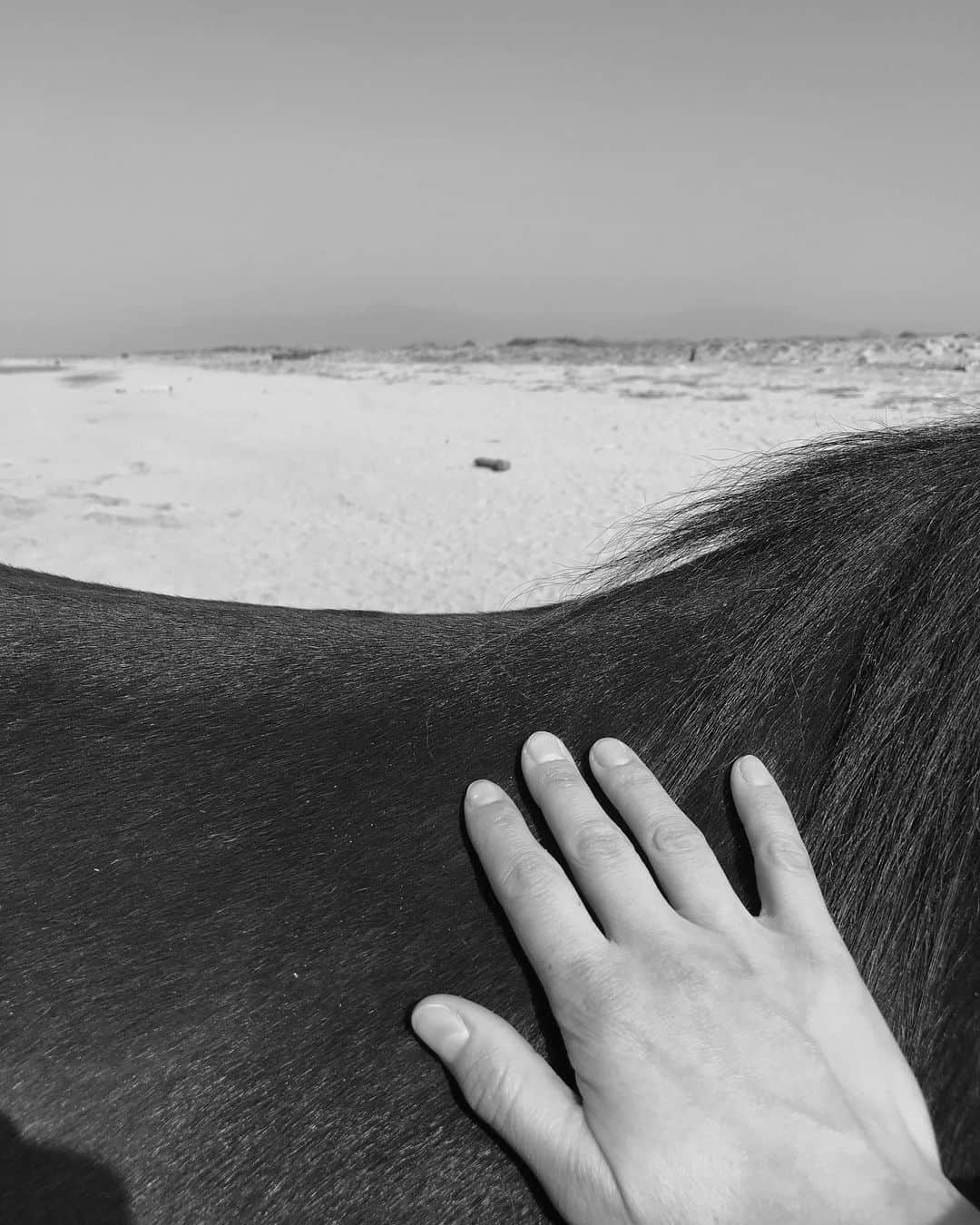のインスタグラム：「Isabelbenenato #mood  #wild  #horse」