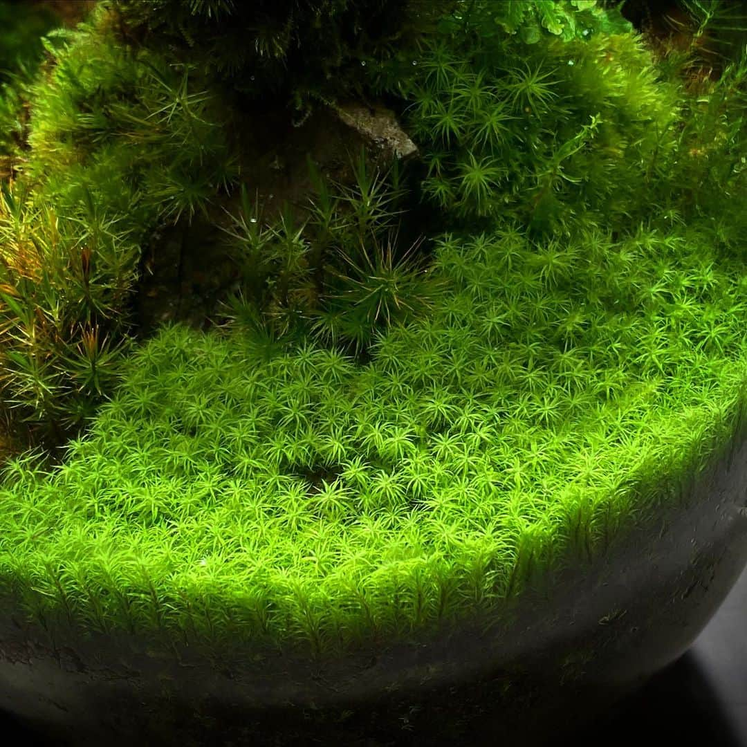 Mosslight-LEDさんのインスタグラム写真 - (Mosslight-LEDInstagram)「#mosslight#モスライト#苔#コケ#mossy#mossa#moss#terrarium #テラリウム#indoorgreen#plants#コケテラリウム#苔テラリウム#mossterrarium#mossarium#paludariu#パルダリウム#インドアグリーン」2月25日 17時08分 - mosslight1955