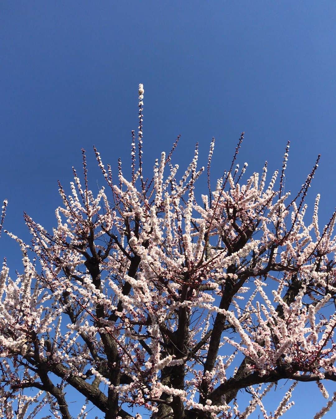 小川知子さんのインスタグラム写真 - (小川知子Instagram)「#白鷺 #寒さぶり返し  #ロマンスカー #小川知子  白鷺って綺麗ですよね。  いつも一人で 孤高の人って言う感じ。  真っ白で スタイル抜群で 飛ぶ姿も優雅で  写真を撮らせてくれて ありがとうね😊」2月25日 17時22分 - tomoko_ogawa_