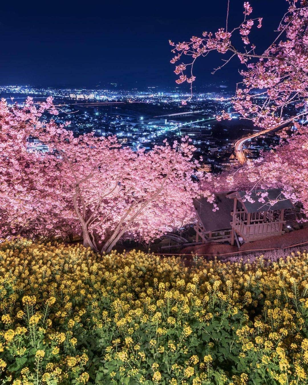 JALさんのインスタグラム写真 - (JALInstagram)「. Enjoying the stunning photographs of colorful Kawazu cherry blossoms and rape blossoms in the night, wishing we could be there for real. #togetherthisfebruary  #河津桜 と菜の花の共演🌸 色鮮やかな花々と夜景が織りなす絶景に目を奪われます👀 今年は写真で楽しみましょう📷 . . Photo by @sken02 Post your memories with #FlyJAL  #JapanAirlines #japan #kanagawa #naturegeography」2月25日 17時30分 - japanairlines_jal