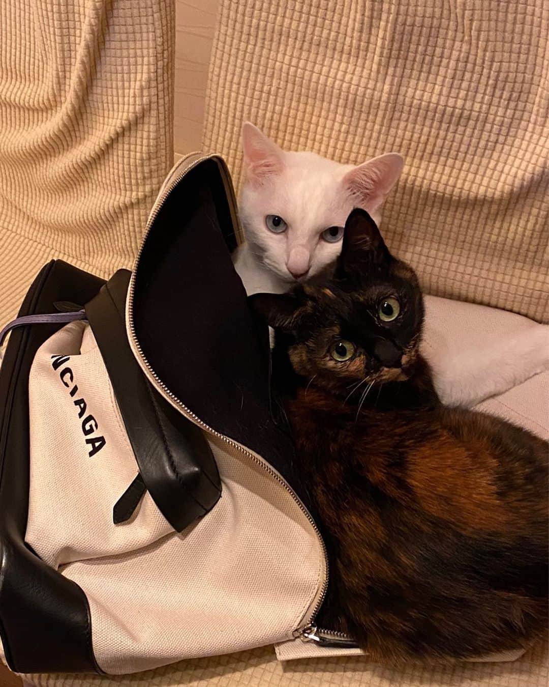 のインスタグラム：「なぜ寝所を リュックの中にしたの？w #猫のいる暮らし  #ぬくぬく猫  #なかよしねこ」