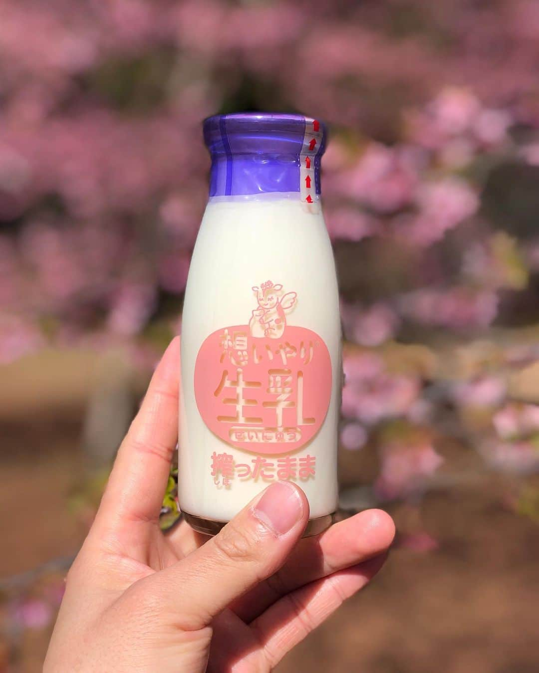 REO のインスタグラム：「モーいっぱいなんて言うとりますけども🥛 #これ開けるの失敗して永遠に飲めなくなる人いたな #最終手段は押し込む禁術」