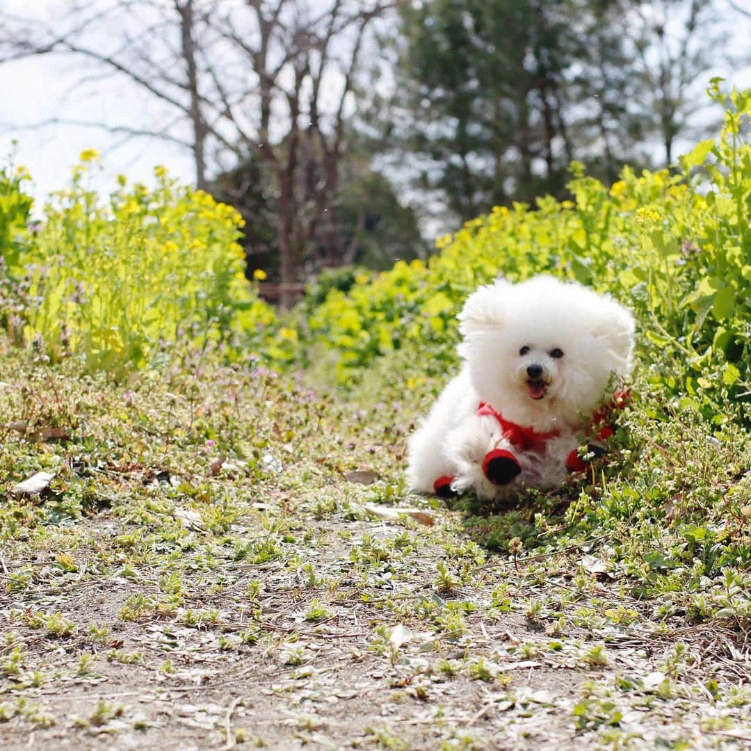 ゆうのインスタグラム：「. . なんか楽しそう🐾😝 耳が立ってる。 . . . .」