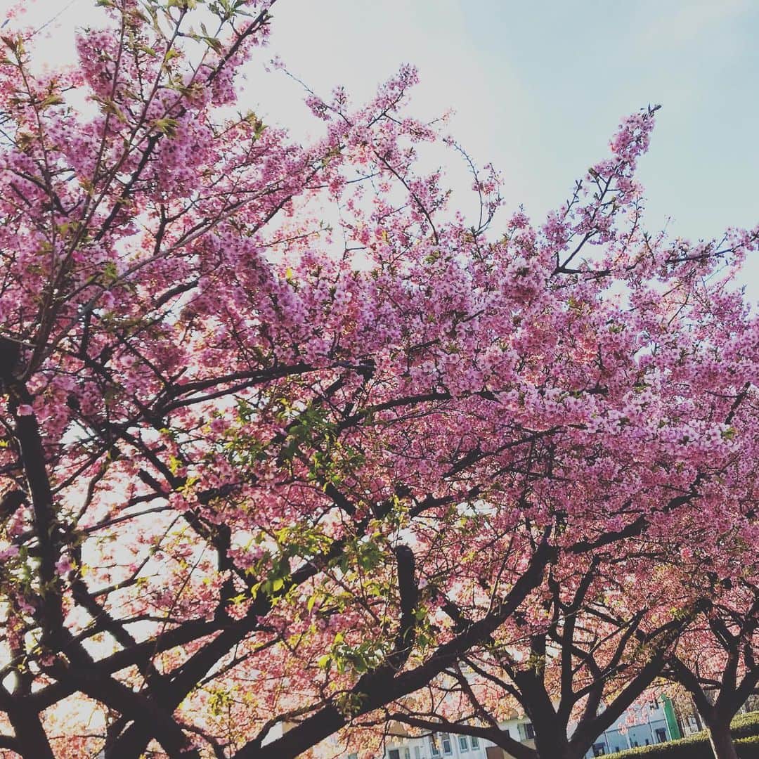 坂口和也のインスタグラム：「河津桜🌸 一足早い春を見かけました☺️ 一年前の作品を思い出します🤟 早く暖かくなるといいですね✨ #桜 #河津桜 #花 #華 #手話」