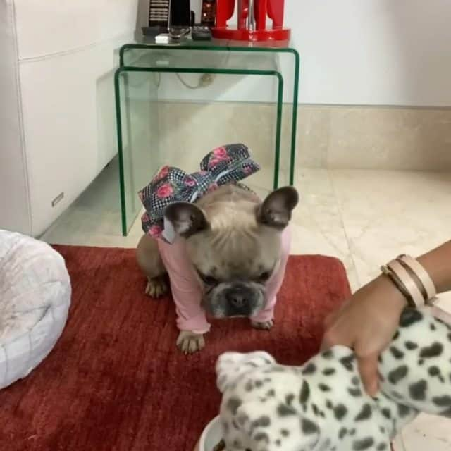 French Bulldogのインスタグラム