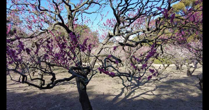 木内晶子のインスタグラム：「栗林公園の梅の花を見に行きました！ 3月初旬頃まで見られるそうです。 北梅林、南梅林と2ヶ所で見られました。梅の香りが風にのってほのかに香りました✨ニシキゴイも完全復活して嬉しいです！ ＃栗林公園#ニシキゴイ」