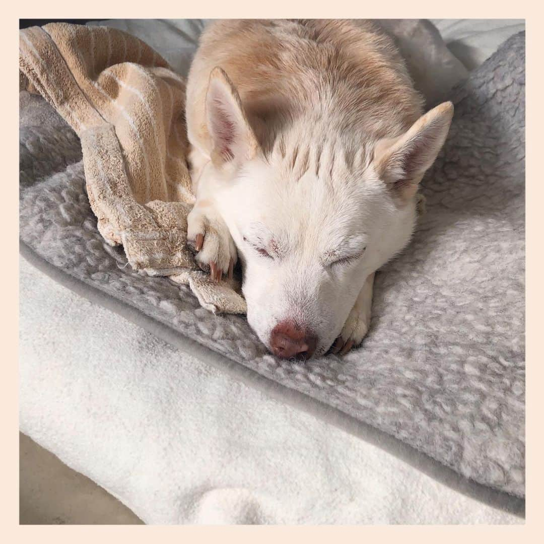 パンといっぴきさんのインスタグラム写真 - (パンといっぴきInstagram)「#元保護犬 #雑種犬 #crossbreed #mixdog #sleepingdog #眠る犬　#キップル14歳」2月25日 18時34分 - kwhr725