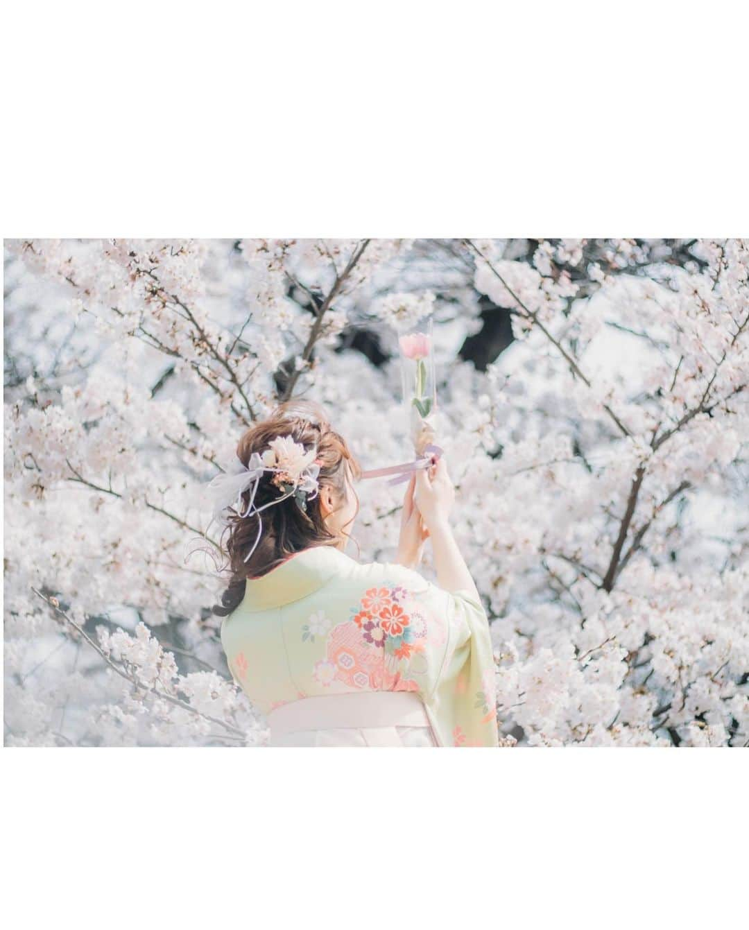 橋本紗奈さんのインスタグラム写真 - (橋本紗奈Instagram)「桜フォト🌸 . 2枚目→2018年 3.4枚目→2019年 5〜8枚目→2020年 . . どんどん幼くなってる気がする😂笑 2021年の桜も楽しみ🌸 . . (以前の写真です) #桜 #桜フォト　#新宿御苑 #お花見 #お花　#お花畑　#ポートレート #portrait #春　#被写体 #被写体モデル #デジカメ #フィルムカメラ #カメラ女子 #ヘアアレンジ　#春コーデ #歴史　#春服　#春ネイル #袴　#卒業式ヘア」2月25日 18時35分 - hashimoto_sana