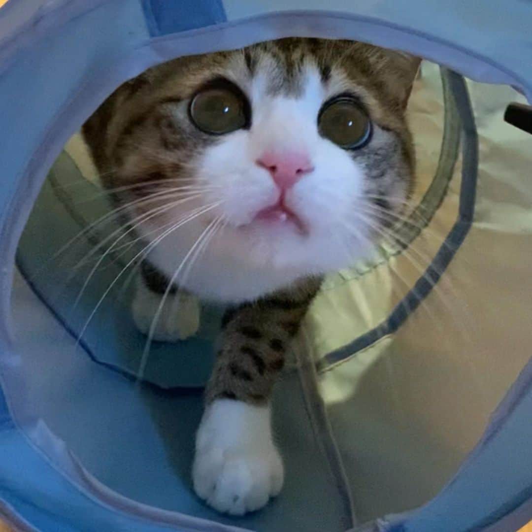 すずめくんのインスタグラム：「🎵🎶  何歳になっても、トンネル遊びは楽しいにゃん🐱💗  もうすぐ6歳 #すずめ くん  お誕生日は3月3日❣️ 覚えといてにゃん💖  #トンネル  #たのしい時間   The tunnel is fun!😻💗」