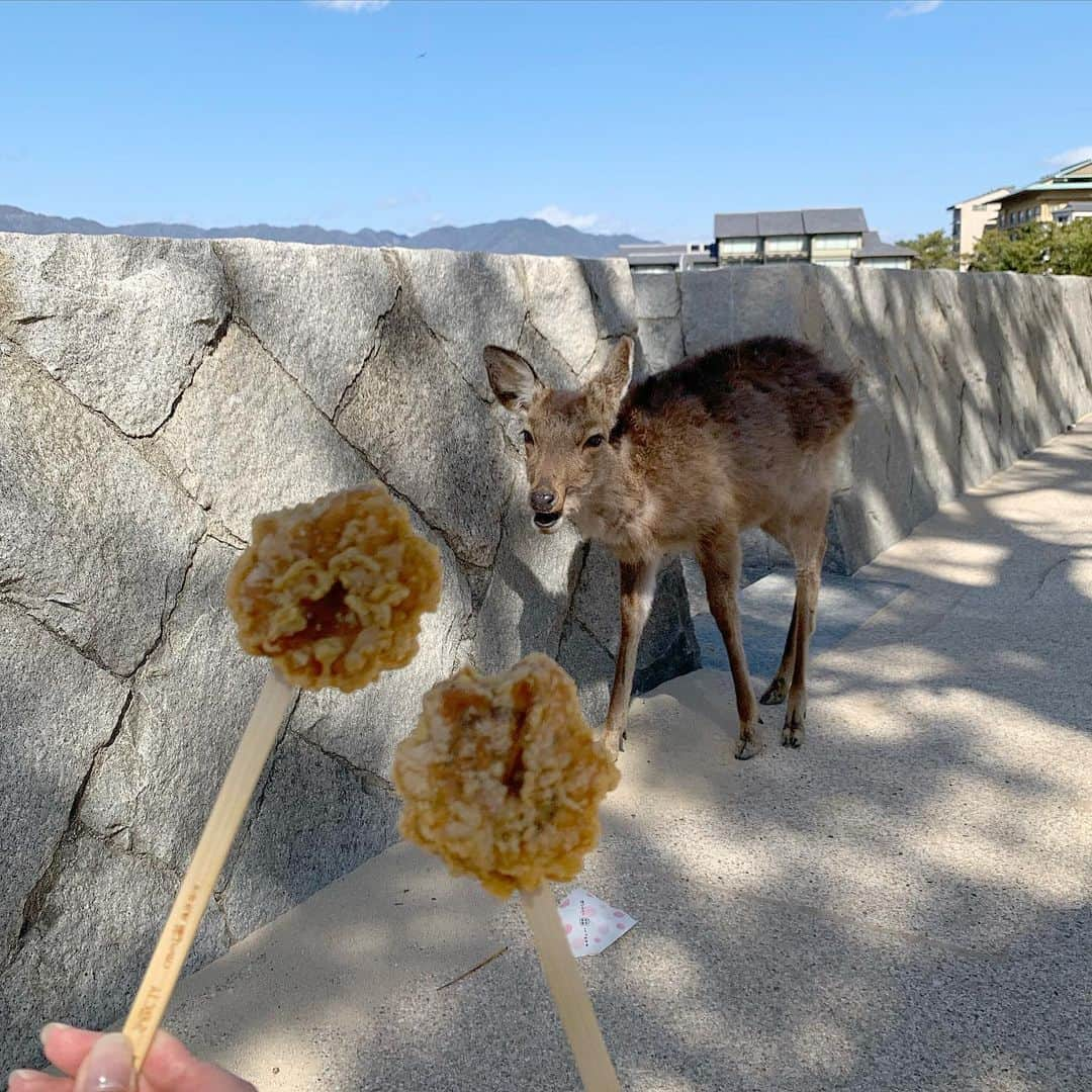 山本瑠香さんのインスタグラム写真 - (山本瑠香Instagram)「念願の揚げもみじ…🍁🗯  Miss Of Miss 2021の決勝戦も残り3日。 ▷WEB投票 ▷Twitterのリツイート ▷mystaのポイント  こちらの3つで応援していただきたいです🌼 期間は2/27 23:59までです。 ぜひよろしくお願い致します🙇🏼‍♀️🌈✨」2月25日 18時53分 - ruka_1010_team8