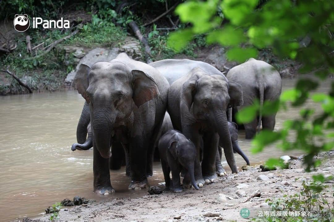 iPandaさんのインスタグラム写真 - (iPandaInstagram)「🎉🎉🎉On February 22, 2021, Little Nine, the baby elephant in Xishuangbanna Wild Elephant Valley celebrated its one-year-old birthday. This is the ninth baby elephant bred successfully through the natural breeding method with the help of Xishuangbanna Asian Elephant Rescue and Breeding Center. The center held a birthday party to celebrate its first birthday. 🐘 🐘 🐘 #Panda #iPanda #Cute #PandaPic #PandaNews #AGreenerEarth #WildlifeParadise」2月25日 19時14分 - ipandachannel