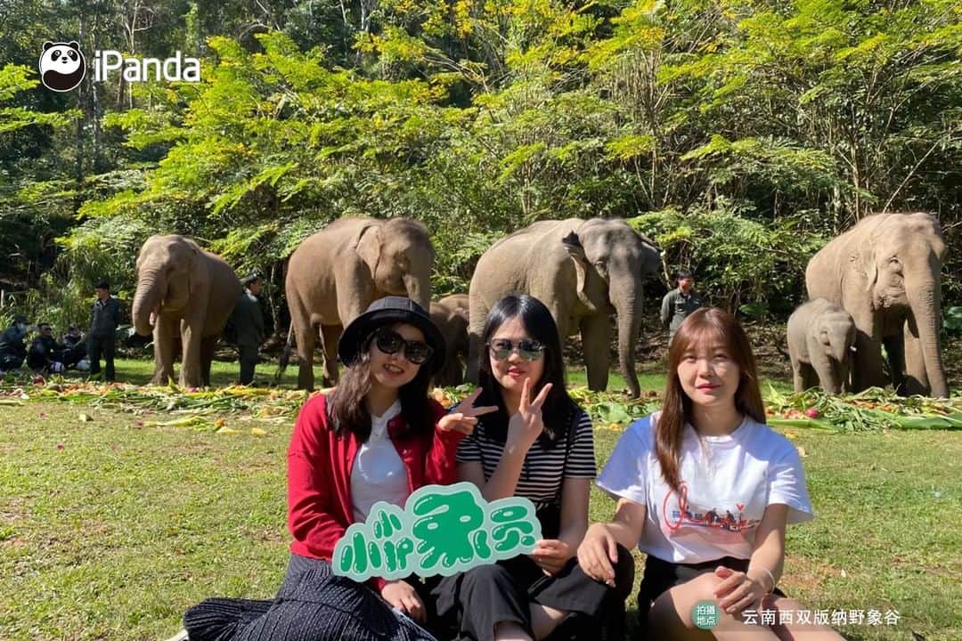 iPandaさんのインスタグラム写真 - (iPandaInstagram)「🎉🎉🎉On February 22, 2021, Little Nine, the baby elephant in Xishuangbanna Wild Elephant Valley celebrated its one-year-old birthday. This is the ninth baby elephant bred successfully through the natural breeding method with the help of Xishuangbanna Asian Elephant Rescue and Breeding Center. The center held a birthday party to celebrate its first birthday. 🐘 🐘 🐘 #Panda #iPanda #Cute #PandaPic #PandaNews #AGreenerEarth #WildlifeParadise」2月25日 19時14分 - ipandachannel