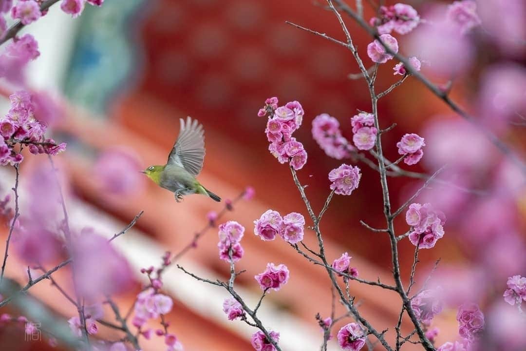 花の写真館のインスタグラム：「Photo by @tadashi04042000.⠀ https://instagram.com/tadashi04042000/⠀ .⠀ Original Post[投稿いただいたURL]⠀ https://www.instagram.com/p/B9C1RZkptg4/⠀ .⠀ 本アカウントは、 #私の花の写真 をつけてInstagramに投稿された皆さまの花の写真や、「花の写真館」Facebookページで投稿された花の写真を紹介します。⠀ 「花の写真館」Facebookページは、「 @floral.photograph 」のプロフィールにあるURLからご覧ください。⠀ .⠀ ※各自、政府、自治体など公的機関の指示に従った行動をお願いします。⠀⠀ 東京カメラ部および分室では、写真を「見る楽しみ」を提供することを通して、微力ながら皆様にわずかな時間でも癒しをお届けしたいと思っております。⠀ ※本アカウントは東京カメラ部がFacebook、Instagramのサービスを利用して運営しているもので、Facebook社・Instagramとは一切関係ありません。⠀ .⠀ #花の写真館 #floralphotograph #floralphoto #flower #flowers⠀ Follow: @floral.photograph」