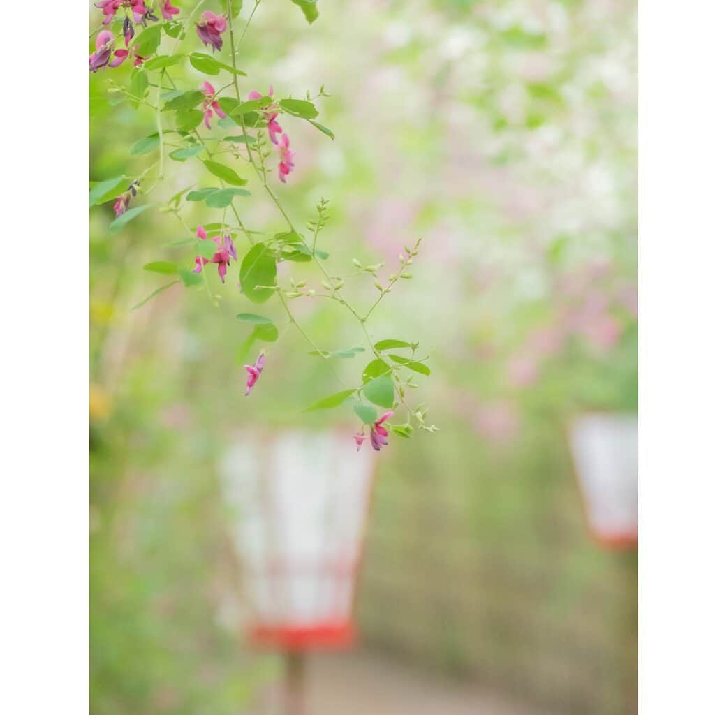 のインスタグラム：「【PART4】「写真でつながる墨田区フォトコンテスト」の受賞者を紹介！  続いて、「水辺と緑のすみだ」部門から  墨田区には自然がいっぱい⭐️  写真１枚目：「水辺と緑のすみだ」部門　最優秀賞（@sayuco.3455）  写真２枚目：「水辺と緑のすみだ」部門　優秀賞（@hirosi_miya）　  #フォトコンテスト　#フォトグラファー #墨田区　#すみだ　#いいね　 ##sumida　#tokyo　#follow」