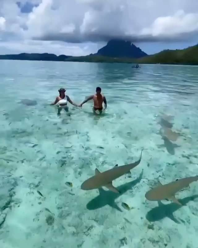 Wedding ?のインスタグラム：「Honeymoon tip: Bora Bora. Would you be so calm as this couple with all these sharks ?? Vocês entrariam num mar desses?? Please DM for credits . . . . . . . . .  #dress  #vestido #weddingdecor  #wedding #bride #bridetobe #noiva  #vestidodenoiva #weddingdress #weddinggown  #casamento #honeymoon #luademel #weddingideasbrides」