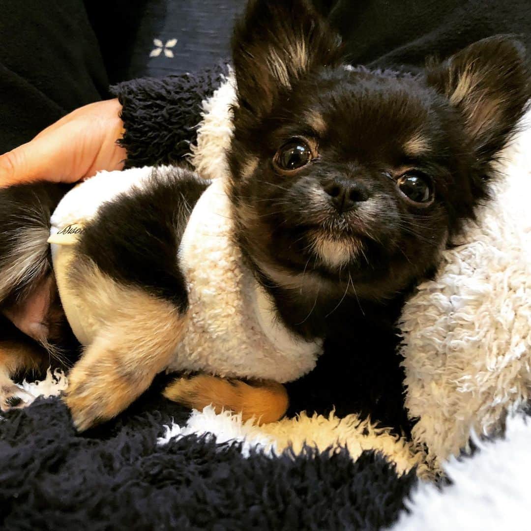 HIROSHIのインスタグラム：「こいつヤンチャです💦 でもかわいいから許す😍 #チワワ #わらび」