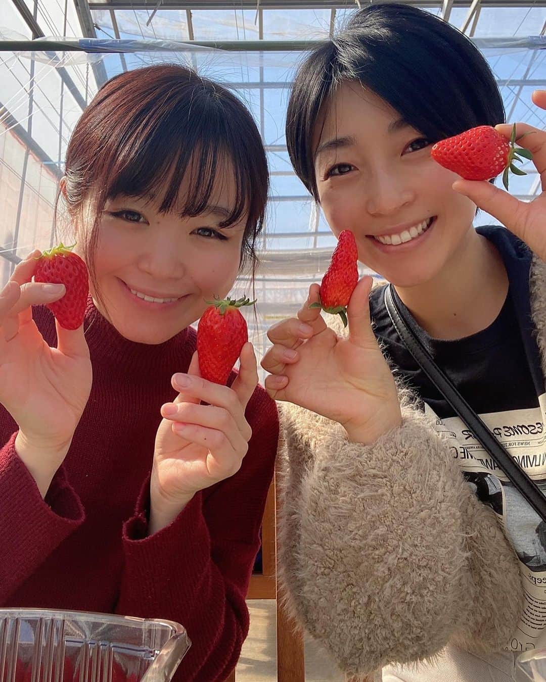 安藤あいかのインスタグラム：「今年初いちご狩り🍓 7年ぶりのはっぴーいちご園🍓 6種類のいちご堪能🍓 全部違って全部美味しい🍓 摘み取ってからテーブルでいただくスタイル🍓対策万全🍓  #いちご狩り #はっぴーいちご園」