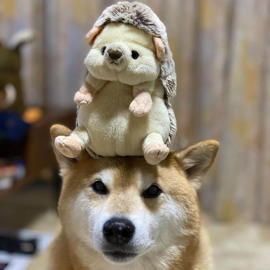 まる（まるたろう）さんのインスタグラム写真 - (まる（まるたろう）Instagram)「Be careful! You’re going to fall if you lose your balance!✨🐶🙄✨ハリーさん大丈夫？なんか大きくなってるみたいだから #どすこい感出てるし #気をつけてよ #はいじゃあ出発しまーす #次は根津のたい焼き屋さん前 #パパはたい焼き用意しておいてね」2月25日 19時51分 - marutaro