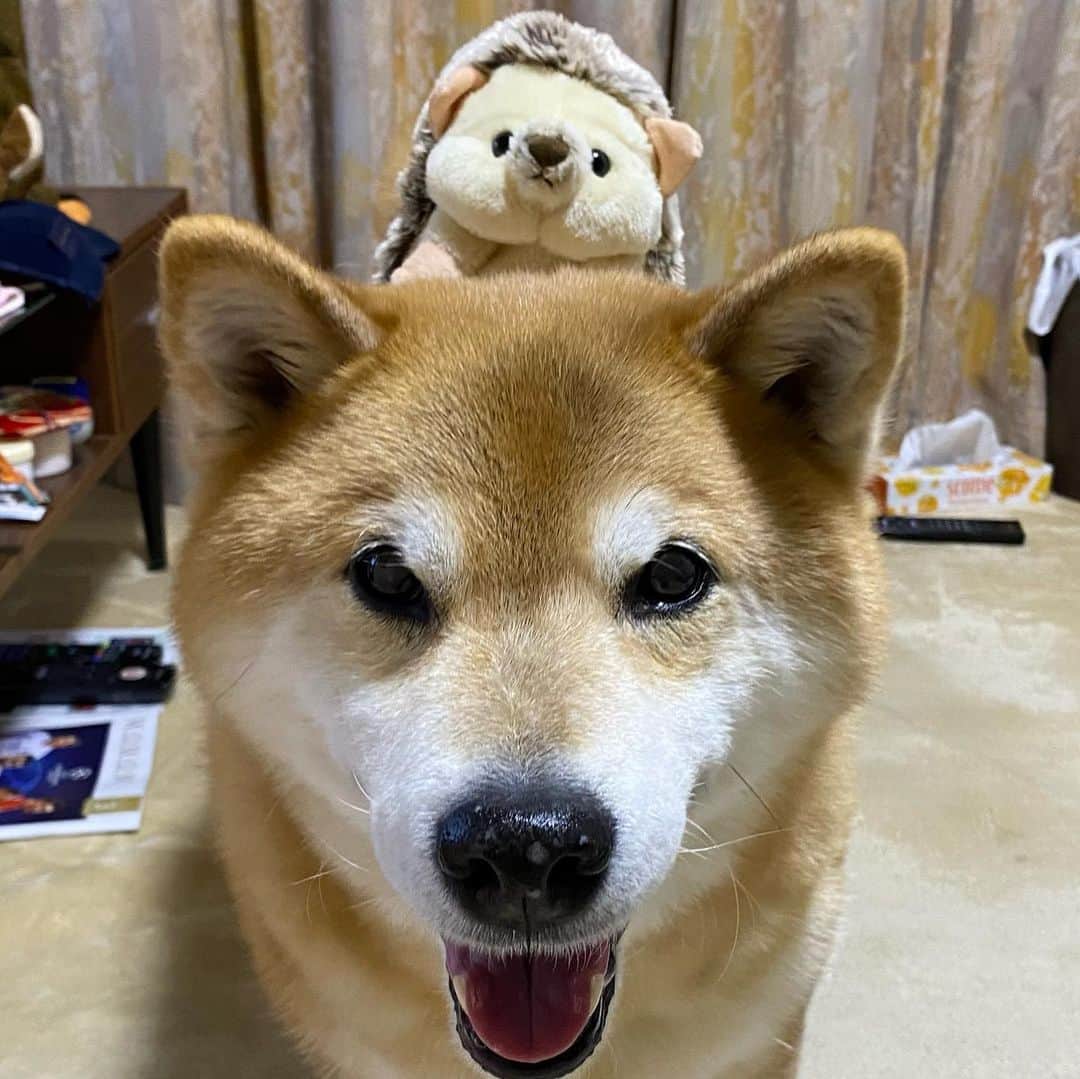 まる（まるたろう）のインスタグラム：「Be careful! You’re going to fall if you lose your balance!✨🐶🙄✨ハリーさん大丈夫？なんか大きくなってるみたいだから #どすこい感出てるし #気をつけてよ #はいじゃあ出発しまーす #次は根津のたい焼き屋さん前 #パパはたい焼き用意しておいてね」