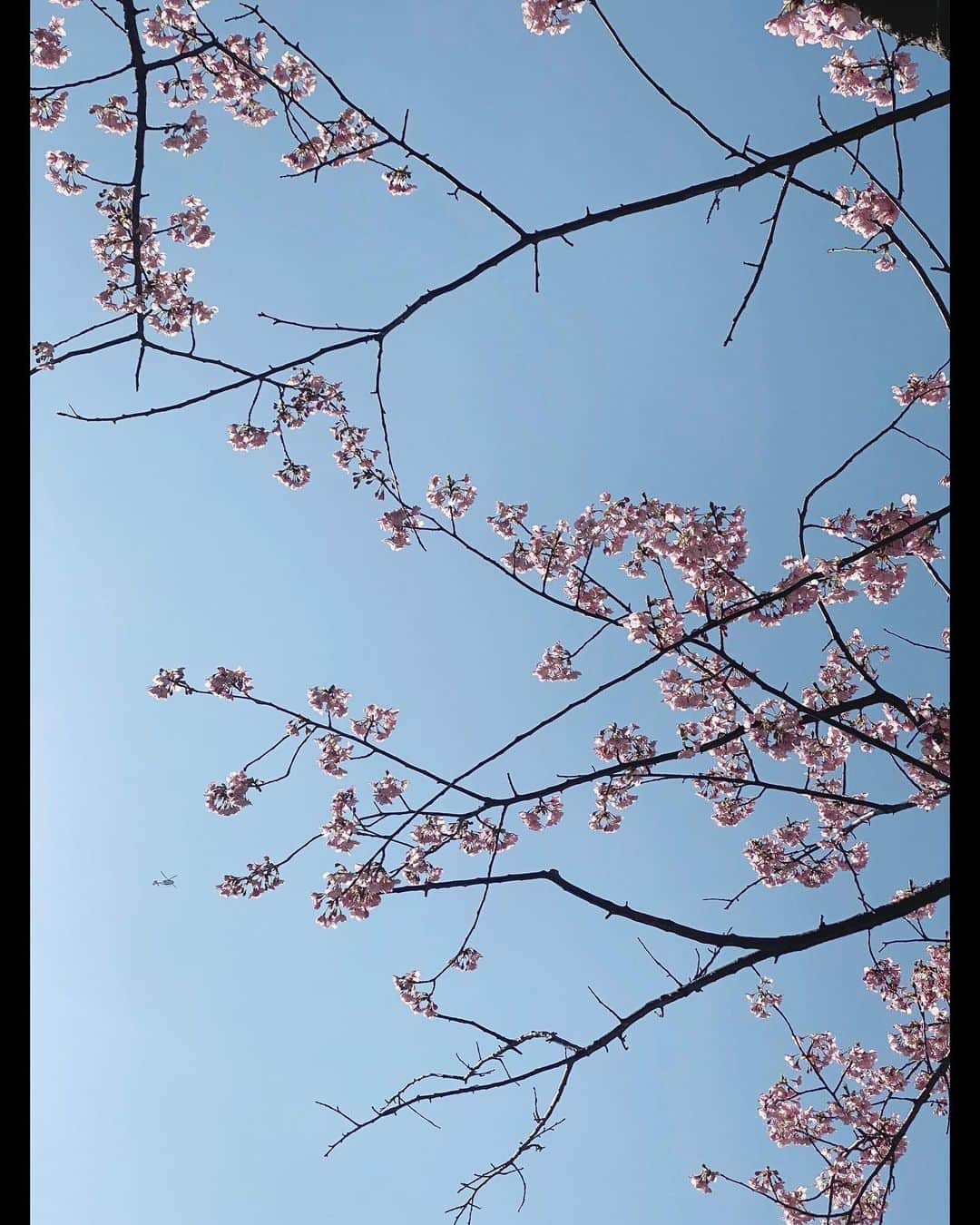莉子さんのインスタグラム写真 - (莉子Instagram)「街中で桃色を見つけると春だな~って感じするよね~﻿ 実はヘリコプター隠れてるこの写真。﻿ なんか素敵💐﻿ ﻿ #桜と見せかけて梅かな桃かな」2月25日 19時54分 - riko_riko1204