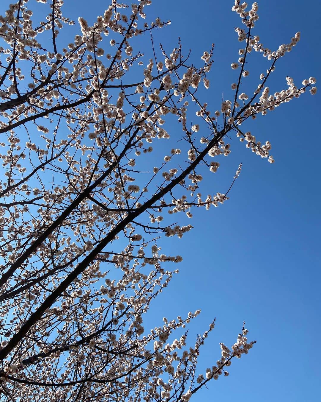 西山なずなのインスタグラム：「わあ、もう春や〜🌸」