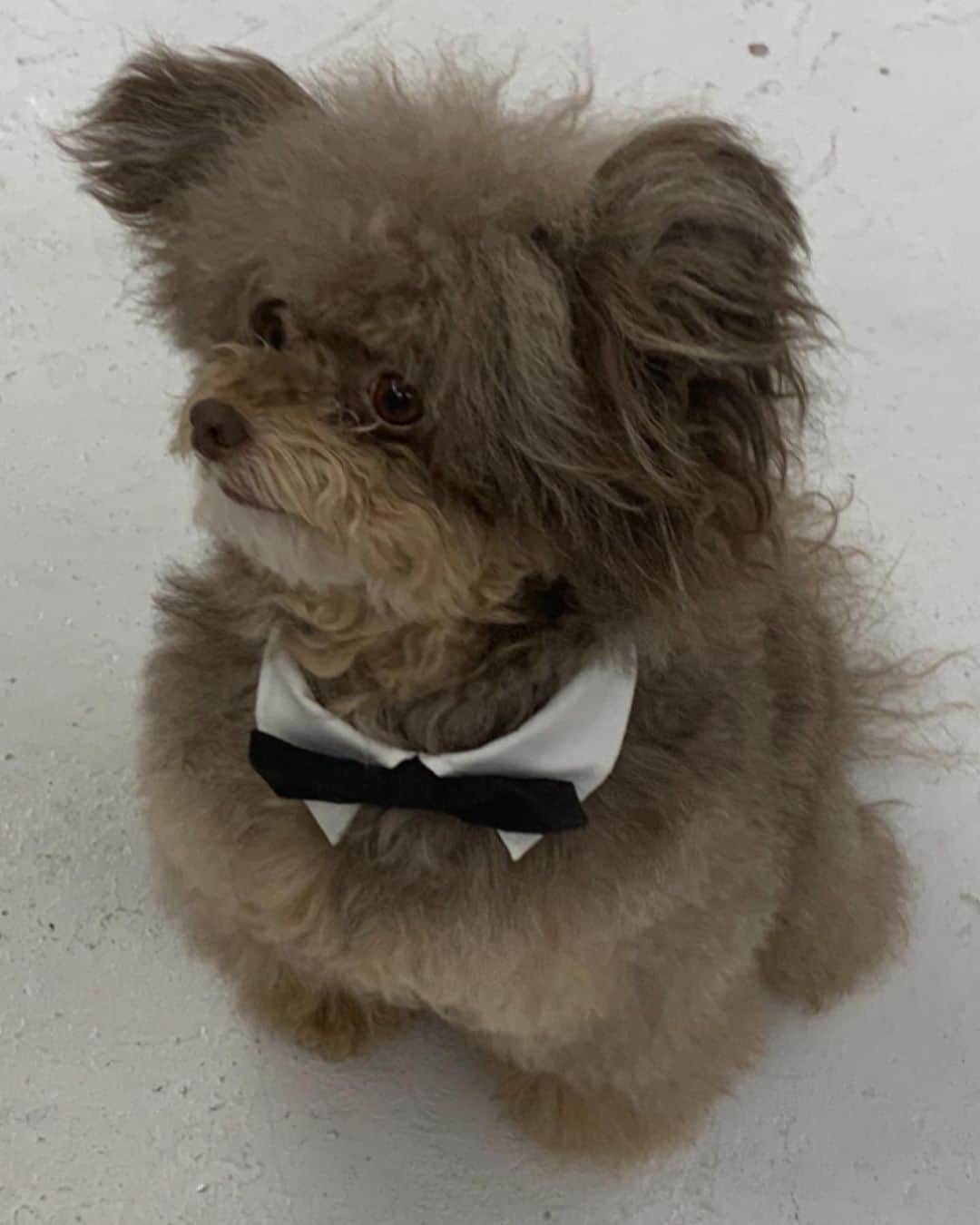 Sumireのインスタグラム：「Happy birthday boy Mojo❣️ もう7歳になるんだね〜 これからも愛を分かち合おうね☺️」