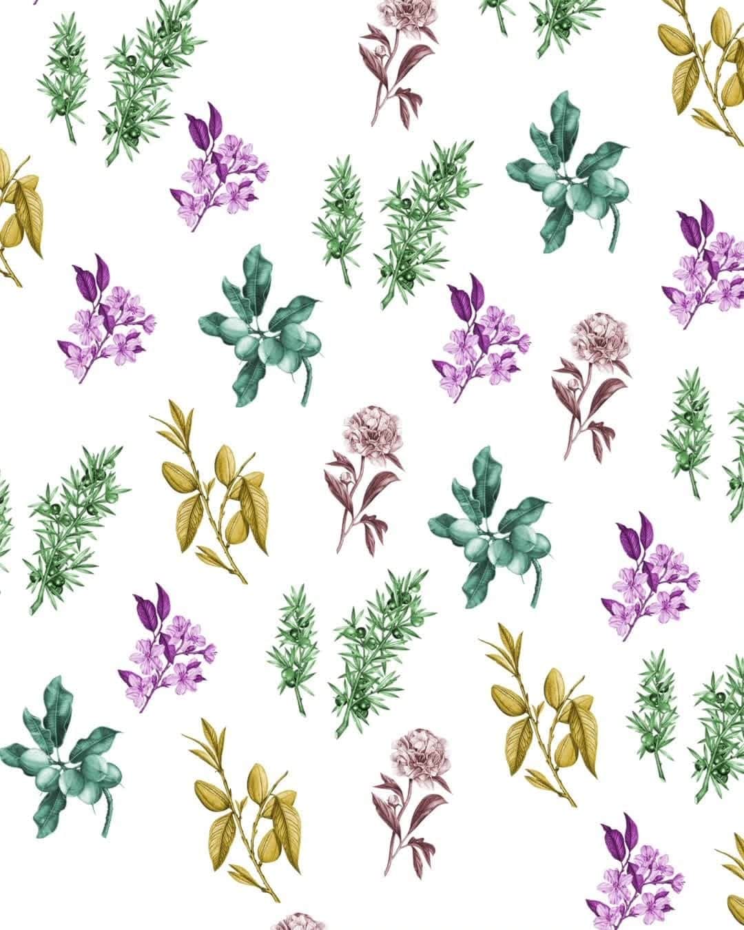 ロクシタンのインスタグラム：「We are proud to announce that we have already reached and exceeded one of our primary biodiversity goals for 2025: to protect and promote over 1000 varieties and species of plants. 🌿⁣ But do we all really know the difference between species and variety? Let’s get back to the basics.⁣ A species characterizes a type of plant / tree and within a species there can exist several varieties- for example there are several varieties of the olive tree species from picholine to aglandau to lucque. ⁣ Protecting and promoting different varieties and species is necessary because modern agricultural practices often favor fewer (more profitable) varieties, which leads to the disappearance of rare and ancestral types. ⁣ #BioDiversity #Olives #Goals #Planet #LOccitane⁣」