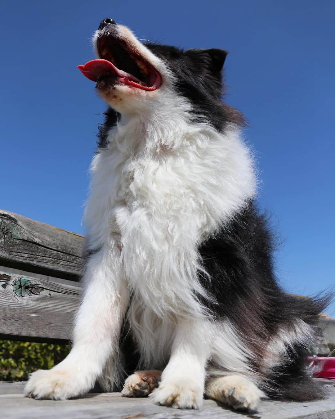 犬バカ部宣伝部長さんのインスタグラム写真 - (犬バカ部宣伝部長Instagram)「犬飼ったら風邪引かないを撤回させて下さい🙇🏻﻿ 子供から風邪もらっちゃいました…😩﻿ ﻿ そらちゃん以外、家族みんな不調でして、今日ちょっとマシになってきたの🥺﻿ ほんと何コンボしてんだよって感じ📱👊﻿ ﻿ 暖かい格好して早く寝ます🌀﻿ ﻿ #犬バカ部 #ボーダーコリー #bordercollie #dog﻿ #犬 #白黒 #そら #そらちゃんの散歩はちゃんと行ってます」2月25日 20時32分 - umetaturou