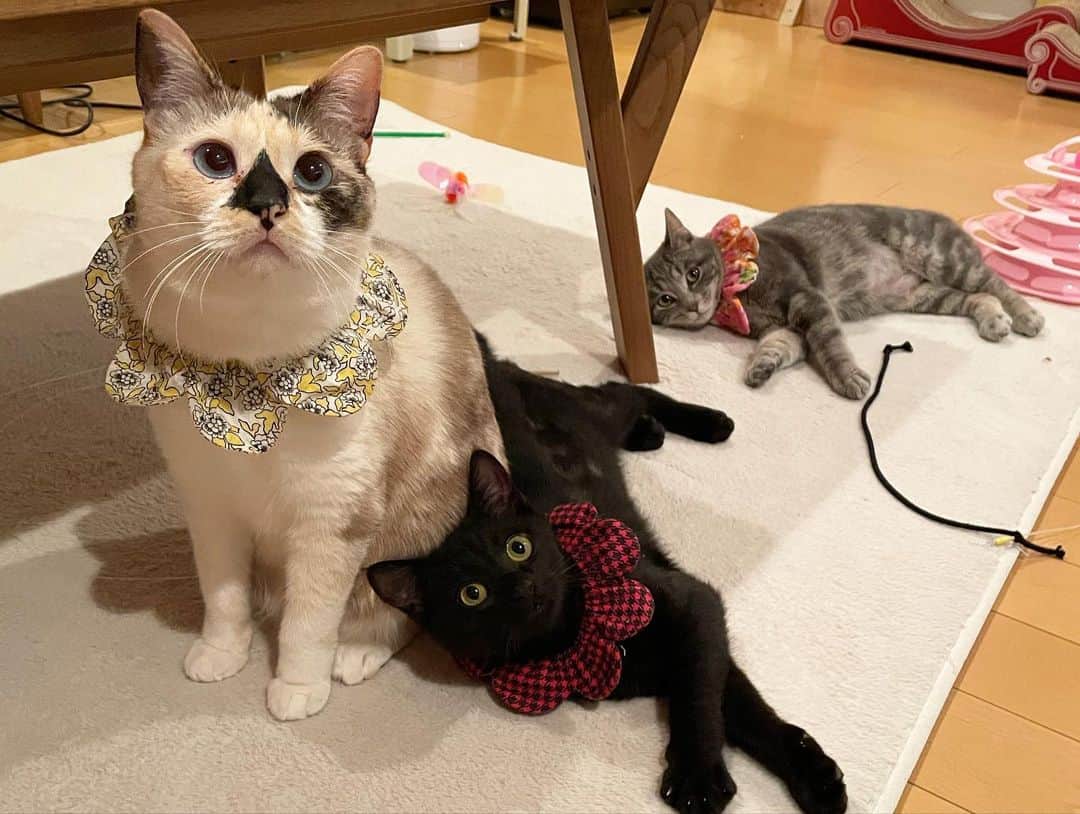 maimocotoさんのインスタグラム写真 - (maimocotoInstagram)「週末はいよいよ、キコ&まくろのお見合い♪ 我が家に来た日の #真っ黒なまくろ の姿からは想像もつかないくらい、穏やかな顔になってます❤︎ まだ、人が怖い時はあるけど、ゆっくり慣れてくれるでしょう。 モココトチコに甘えて、キコとは遊べるし楽しいにちがいないよ🐈‍⬛ まくろ、キコ、よかったね😭 ＊ ＊ 『ぼく、モコちゃんの香りを嗅ぐとゴロゴロが止まらなくなっちゃうんだ！』 ＊ ＊ #甘えん坊まくろ #20歳のモコ #ふわふわのキコ #ザビエル首輪 ＊ ＊ 昨日の食いしん坊チコの動画にコメントたくさんありがとうございました😊」2月25日 20時32分 - maihimemoco
