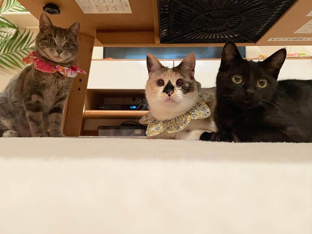 maimocotoさんのインスタグラム写真 - (maimocotoInstagram)「週末はいよいよ、キコ&まくろのお見合い♪ 我が家に来た日の #真っ黒なまくろ の姿からは想像もつかないくらい、穏やかな顔になってます❤︎ まだ、人が怖い時はあるけど、ゆっくり慣れてくれるでしょう。 モココトチコに甘えて、キコとは遊べるし楽しいにちがいないよ🐈‍⬛ まくろ、キコ、よかったね😭 ＊ ＊ 『ぼく、モコちゃんの香りを嗅ぐとゴロゴロが止まらなくなっちゃうんだ！』 ＊ ＊ #甘えん坊まくろ #20歳のモコ #ふわふわのキコ #ザビエル首輪 ＊ ＊ 昨日の食いしん坊チコの動画にコメントたくさんありがとうございました😊」2月25日 20時32分 - maihimemoco