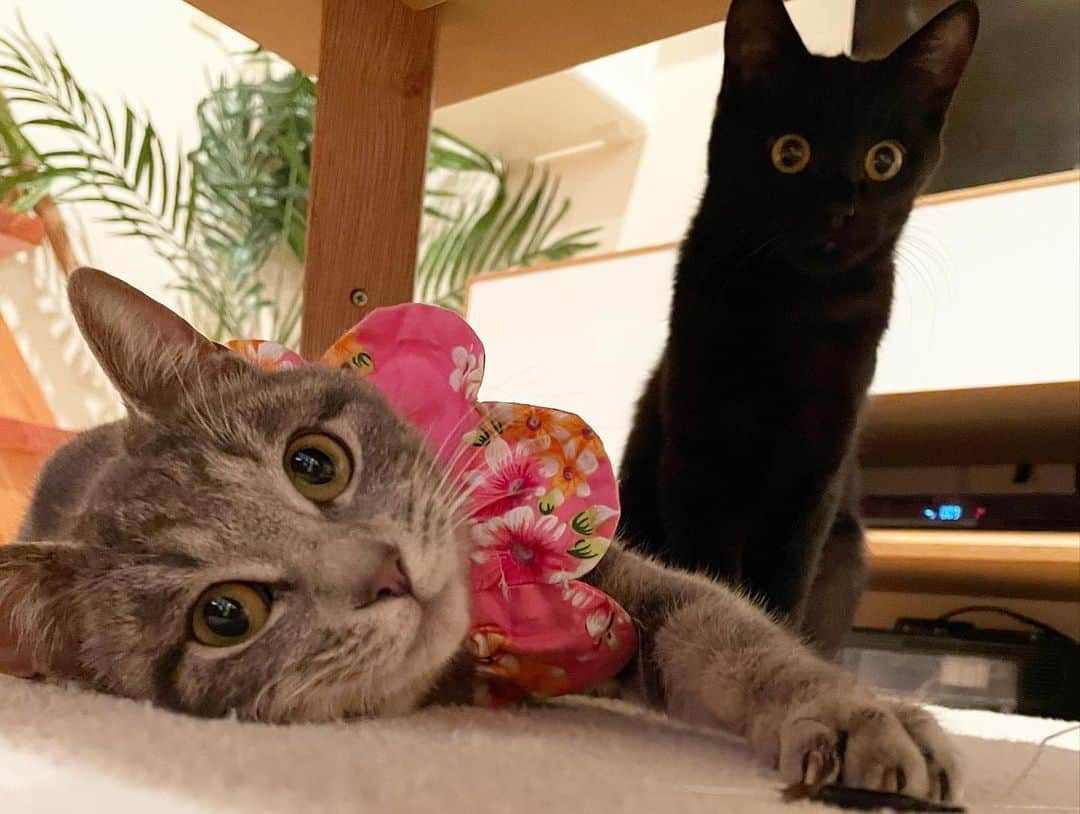 maimocotoさんのインスタグラム写真 - (maimocotoInstagram)「週末はいよいよ、キコ&まくろのお見合い♪ 我が家に来た日の #真っ黒なまくろ の姿からは想像もつかないくらい、穏やかな顔になってます❤︎ まだ、人が怖い時はあるけど、ゆっくり慣れてくれるでしょう。 モココトチコに甘えて、キコとは遊べるし楽しいにちがいないよ🐈‍⬛ まくろ、キコ、よかったね😭 ＊ ＊ 『ぼく、モコちゃんの香りを嗅ぐとゴロゴロが止まらなくなっちゃうんだ！』 ＊ ＊ #甘えん坊まくろ #20歳のモコ #ふわふわのキコ #ザビエル首輪 ＊ ＊ 昨日の食いしん坊チコの動画にコメントたくさんありがとうございました😊」2月25日 20時32分 - maihimemoco