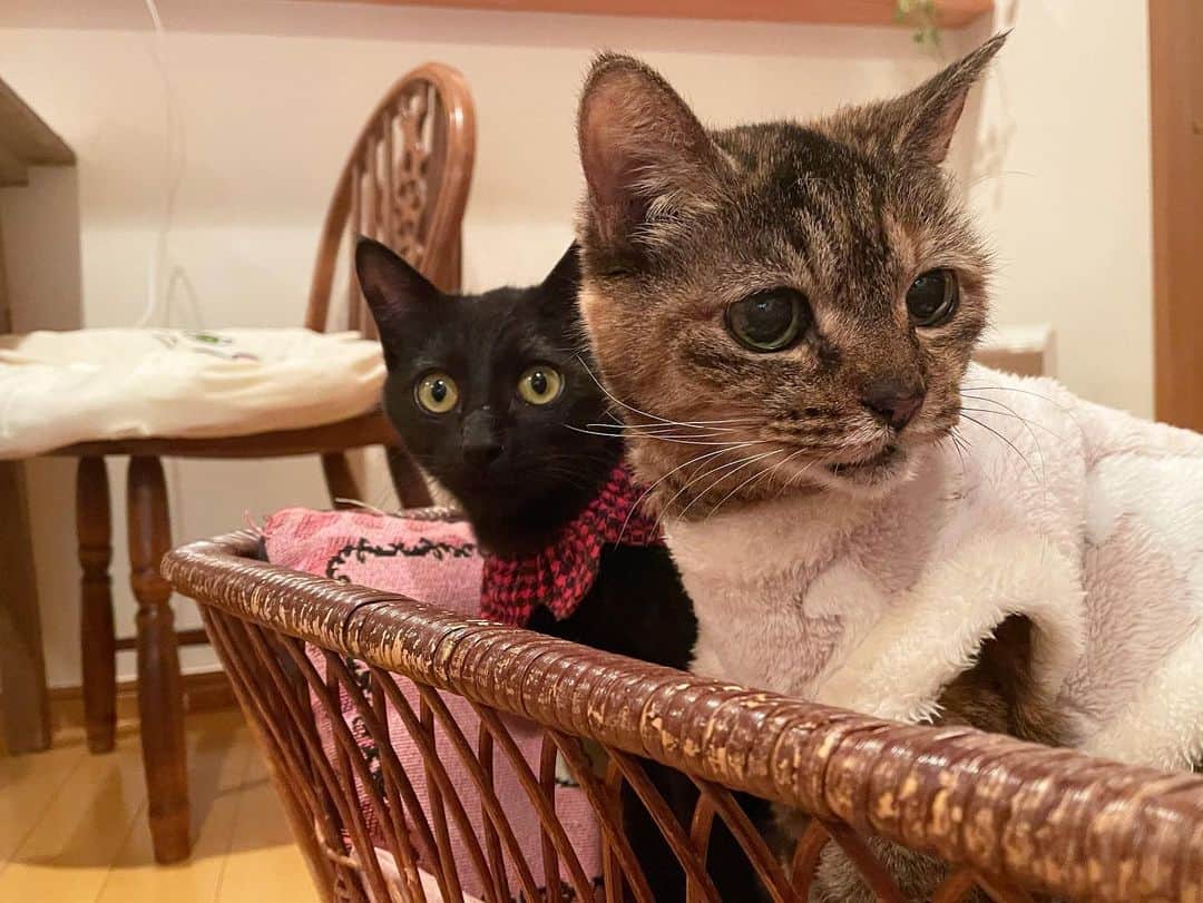maimocotoさんのインスタグラム写真 - (maimocotoInstagram)「週末はいよいよ、キコ&まくろのお見合い♪ 我が家に来た日の #真っ黒なまくろ の姿からは想像もつかないくらい、穏やかな顔になってます❤︎ まだ、人が怖い時はあるけど、ゆっくり慣れてくれるでしょう。 モココトチコに甘えて、キコとは遊べるし楽しいにちがいないよ🐈‍⬛ まくろ、キコ、よかったね😭 ＊ ＊ 『ぼく、モコちゃんの香りを嗅ぐとゴロゴロが止まらなくなっちゃうんだ！』 ＊ ＊ #甘えん坊まくろ #20歳のモコ #ふわふわのキコ #ザビエル首輪 ＊ ＊ 昨日の食いしん坊チコの動画にコメントたくさんありがとうございました😊」2月25日 20時32分 - maihimemoco