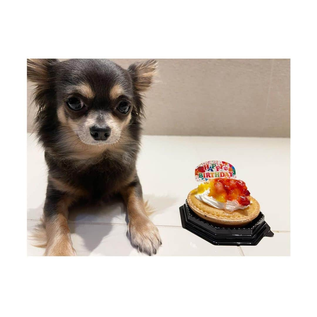 脇元華さんのインスタグラム写真 - (脇元華Instagram)「2/9 &  2/28  COCOとGULEの誕生日🎂❤️  2人ともおめでとう！  これからも健康に大きく育ってね！  #gule #coco #4歳 #1歳  #guleお兄ちゃんは写真になかなか映ってくれなかったね😅」2月25日 20時42分 - hana.wakimoto