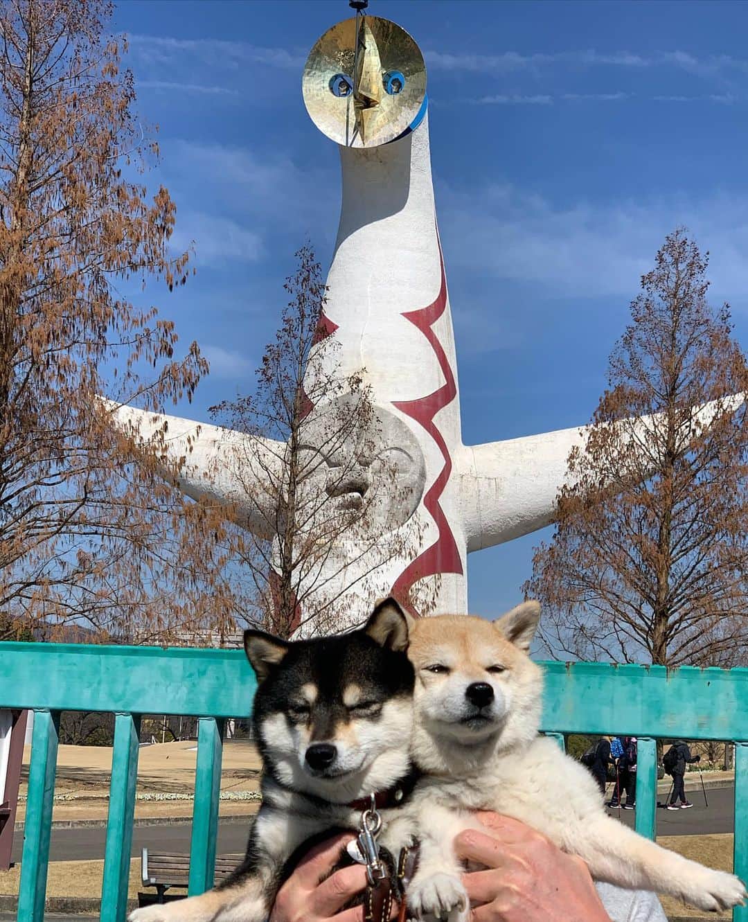 のインスタグラム：「We went to Osaka😆🌟 エキスポと万博公園😆🌟   #万博公園#エキスポシティ #太陽の塔 #ガンダム #大阪 #osaka #柴犬#shiba #shibainu #shibastagram #shibamania #sweet#豆柴#癒し #仲良し #pecoいぬ部#doglove #dogstagram #dogoftheday #かわいい#instashiba #🐕📷 #ふわもこ部#love#犬#シバフル#instacute #柴#proudshibas #cutepets」